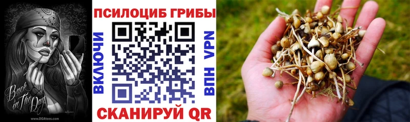 hydra сайт Валдай Псилоцибиновые грибы Psilocybe